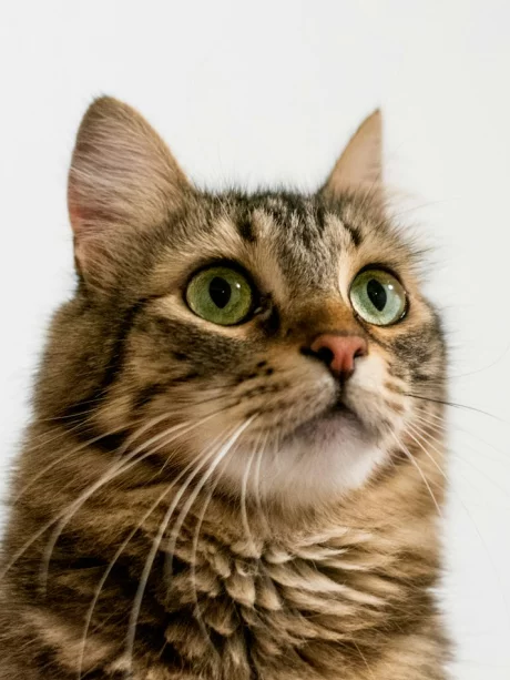 Kat die omhoog kijkt