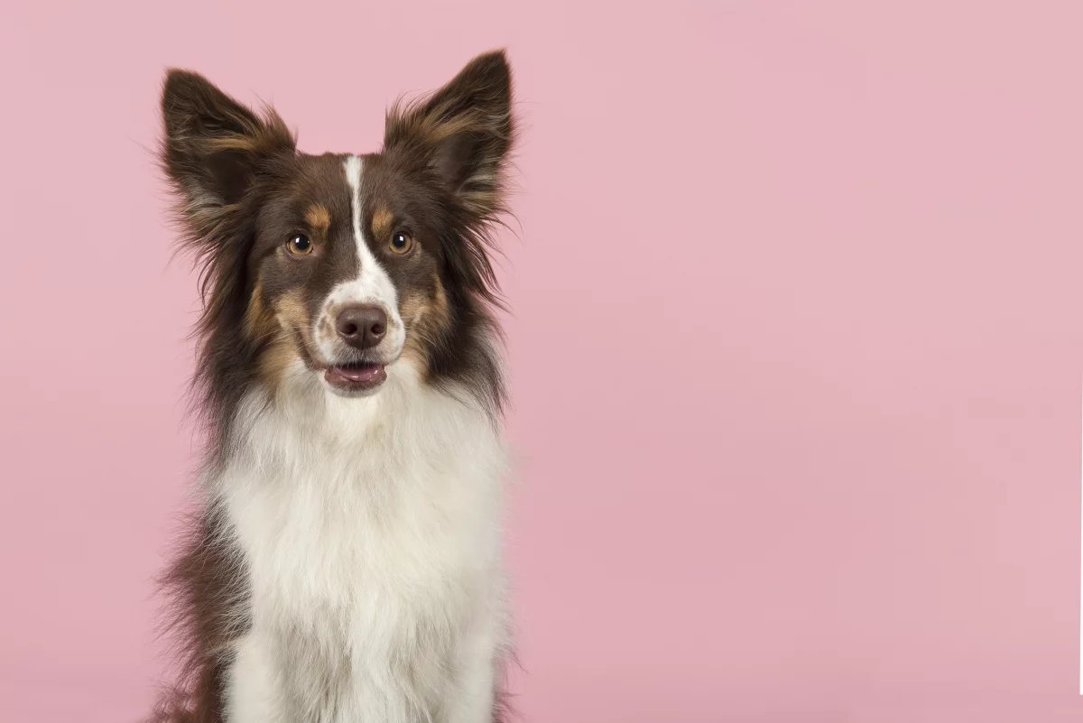 Honden Dierenarts Jan Van den Daele