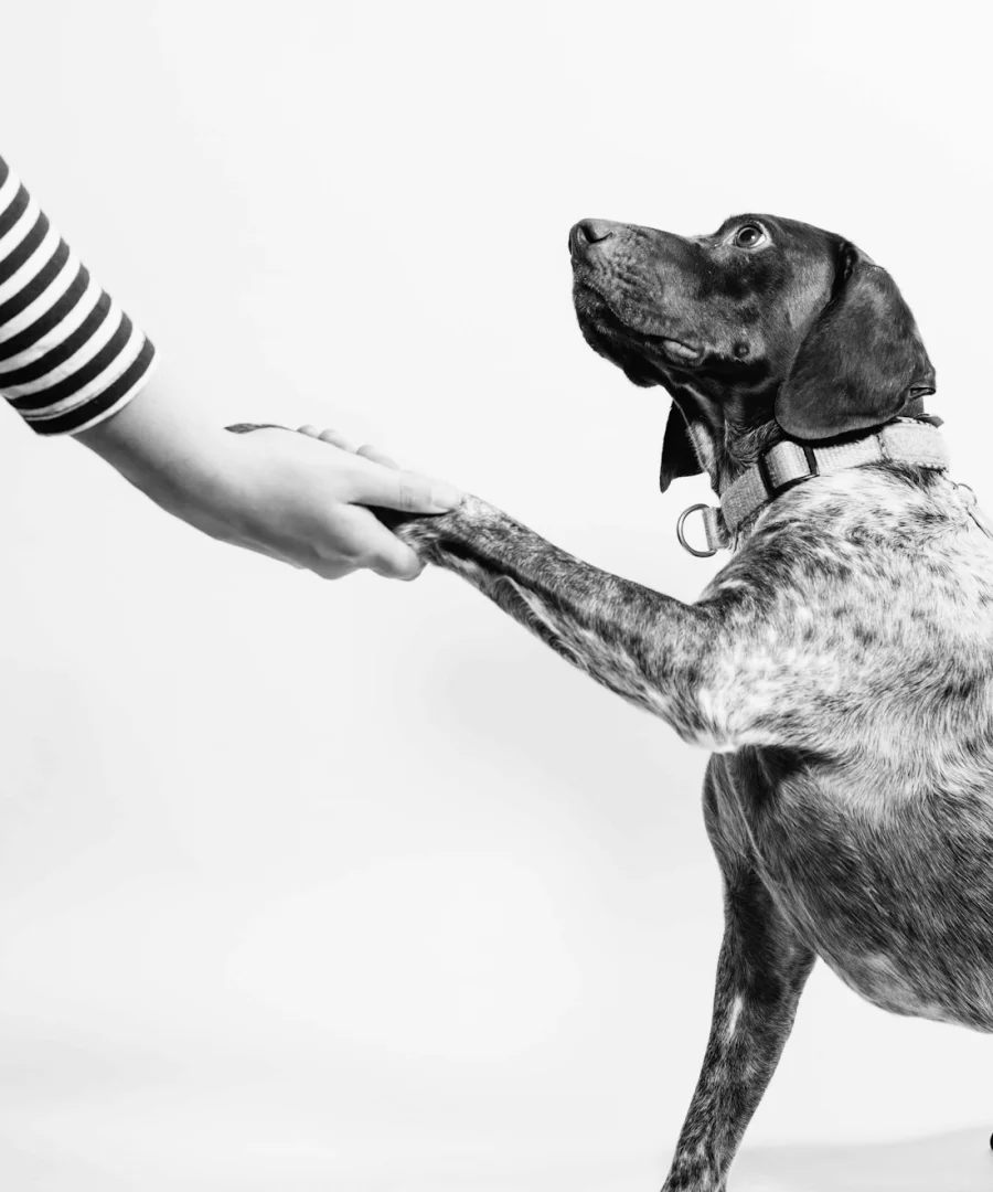 Hand die de poot van een hond vasthoudt